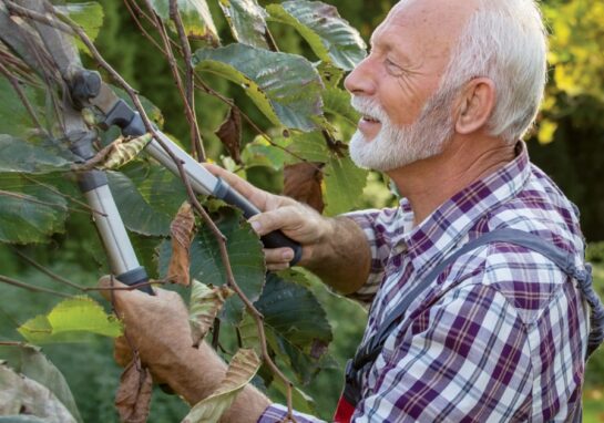 Older man pruning a large shrub
